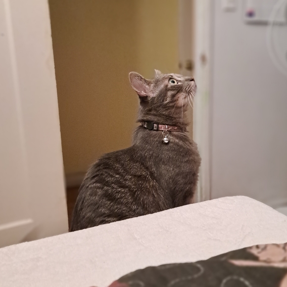 Meet your Posher, Melissa - Picture 4 of 7